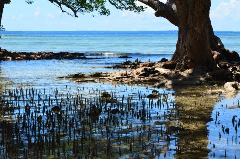 Mangrove Lore 9878