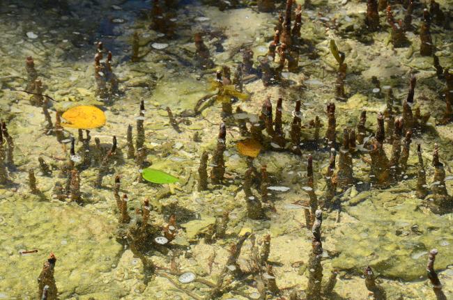 Mangrove Lore