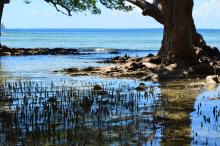 Mangrove Lore 9878
